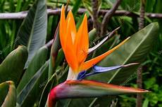uccelli paradiso fiore uccello paradiso fiore o fiore di strelitzia di uccelli paradiso fiore uccello paradiso fiore o fiore di strelitzia di