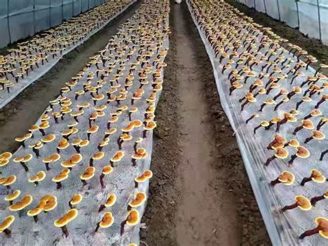 农业部：中国食用菌产业有望实现新跨越 - 热点新闻 - 新农资360网|土壤改良|果树种植|蔬菜种植|种植示范田|品牌展播|农资微专栏