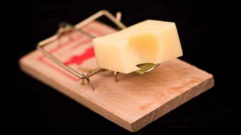 Best Food For Mouse Trap Bait , Best Mouse Bait Options – STOSHB