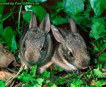 Image result for Newborn Wild Baby Bunnies