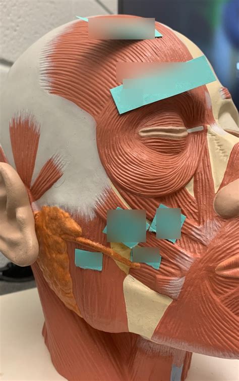 Muscle Head Model Computer Graphics Simulation 的图像结果