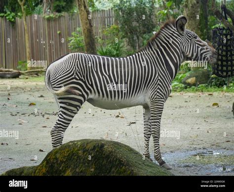 Striped african animals hi-res stock photography and images - Alamy