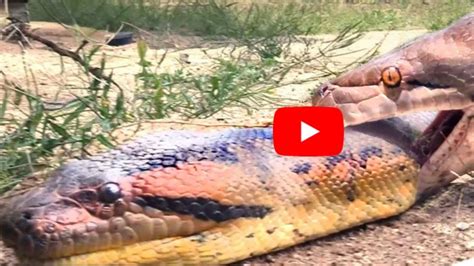 Image result for Anaconda Python Fight