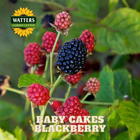 Baby Cakes® Blackberry (RUBUS BABY CAKES) - 1 gallon - Watters Garden ...