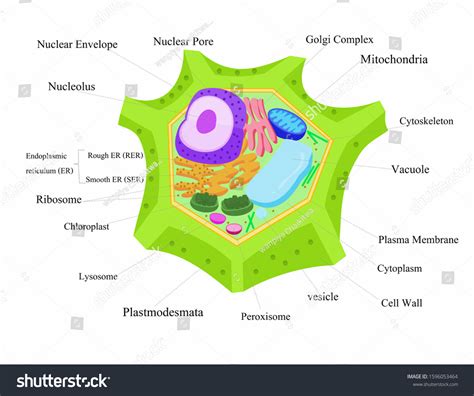 Nature Science Cell 的图像结果