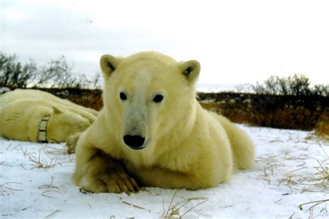 This is how much climate change has impacted polar bear populations ...