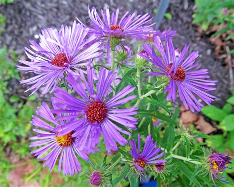 Are Asters Annual or Perennial - Back Gardener