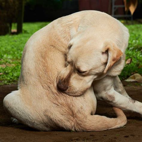 Local Pet Grooming Special Offers and Coupons — WashPaw Nashville ...