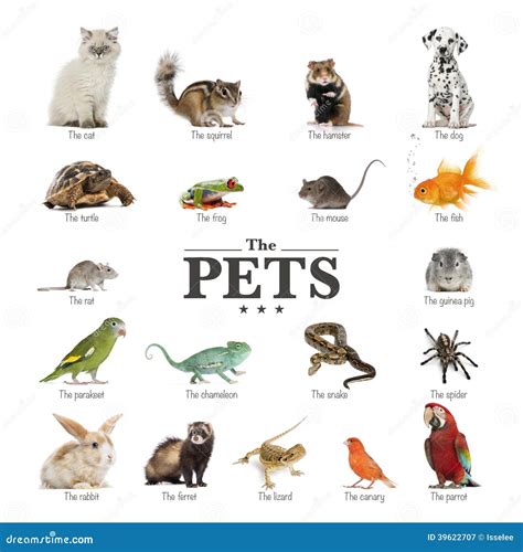 What Are All The Types Of Pets at Ricky Lanctot blog
