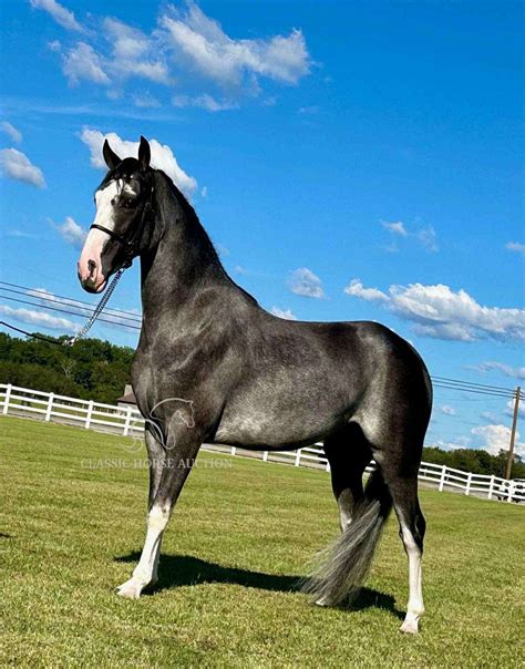 Grey Sabino Registered Tennessee