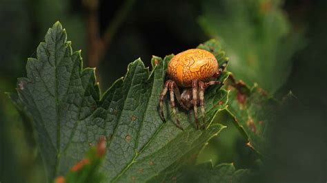 Orange Spider Identification