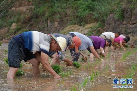 在阳光下劳作，体验不一样的田园生活——武汉文科生态田园首届插秧节活动成功举办--文科园林