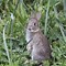 Image result for Tiny Baby Wild Rabbit