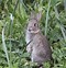 Image result for Cute Baby Rabbit Wallpaers