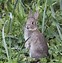 Image result for Newly Born Rabbits