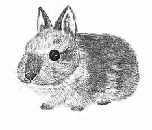 Image result for Super Cute Baby Bunny