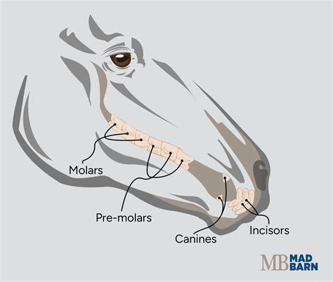 Tooth Extraction for Horses: Equine Dental Procedures, Conditions ...