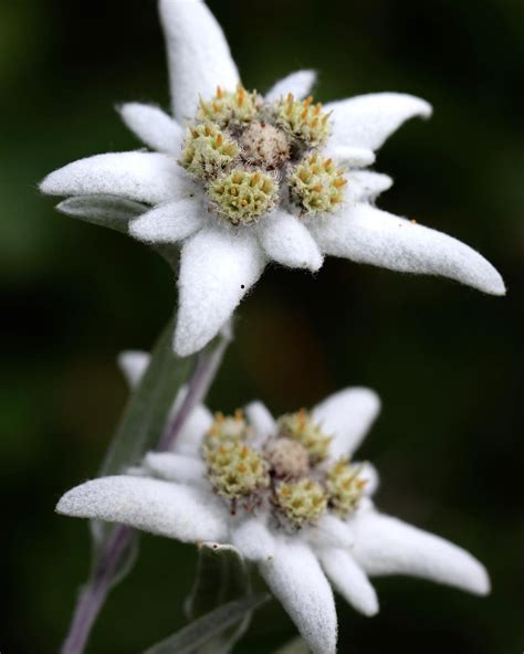 Edelweiss meaning - what is the history behind the flower of Alps?
