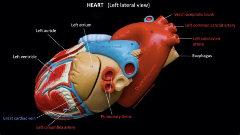 Posterior Heart Model
