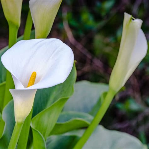 Meaning Of White Calla Lily Flower | Best Flower Site