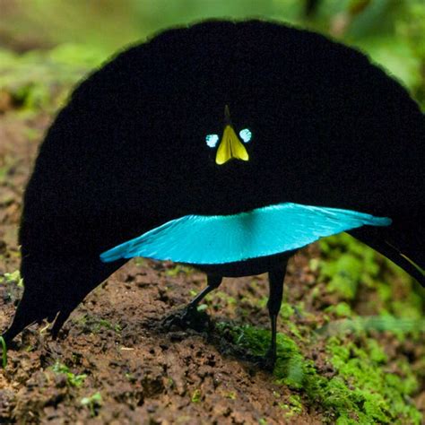 Blue Bird Of Paradise Animal