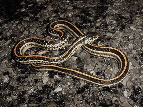 Image result for A Snake Using a Computer
