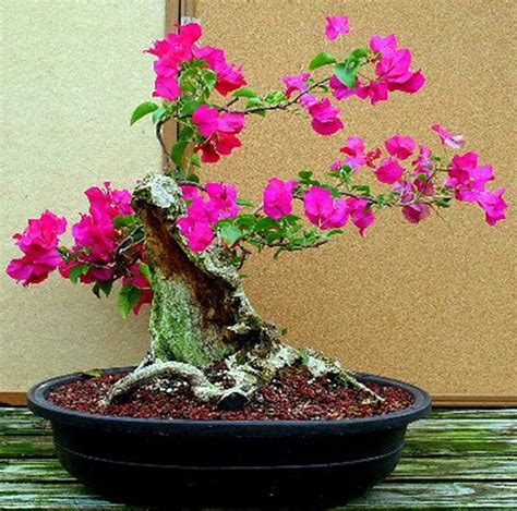 Bộ sưu tập bonsai hoa giấy hình thù độc lạ, hiếm thấy ở miền Tây ...