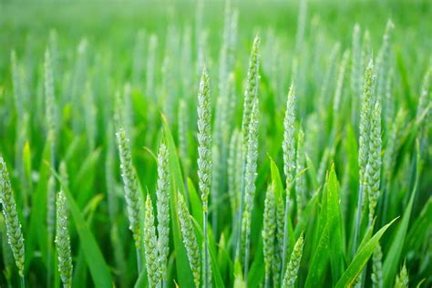 What is Agronomy in Ecology? Importance in Agriculture