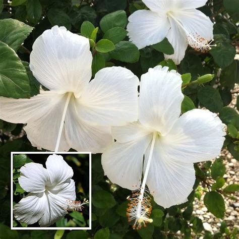 HAPING White Colour Hibiscus Joba Gudhal Flower Live Plant (1-2 Feet ...