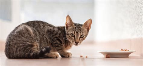 Science Diet Kitten Food Feeding Guide