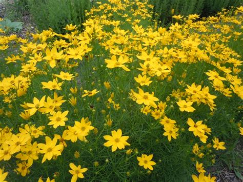 Coreopsis verticillata Thread leafed tickseed Z 4-9 - Heritage Flower Farm