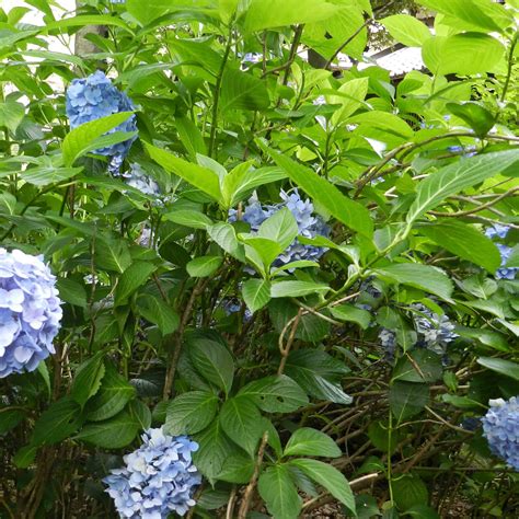 Nikko Blue Hydrangeas