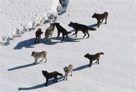 Wolf Families | International Wolf Center