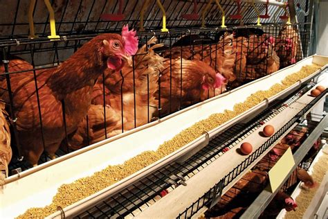 Poultry farming - Chickens, Ducks, Geese | Britannica