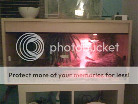 Royal Python Setup Guide 的图像结果