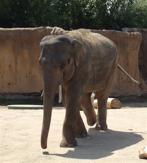 randuwa: Summer Vacation Redux #26: Denver Zoo, part 5