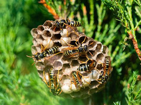 Hornets Nest In Ground Removal