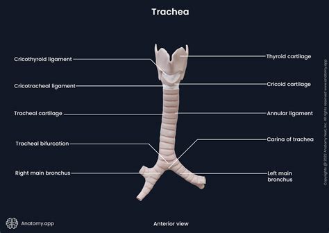 Trachea | Encyclopedia | Anatomy.app | Learn anatomy | 3D models ...