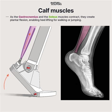 Plantar Flexion Muscles