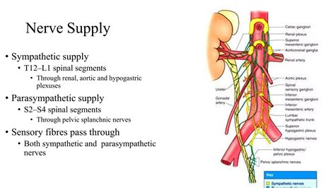 ureter & urinary bladder -.pptx
