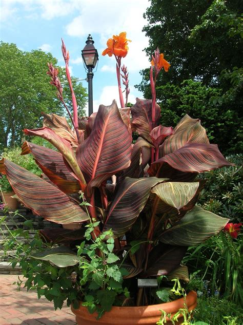 How to Grow: Canna Lilies, gardening with cannas, growing canna bulbs ...