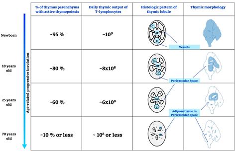 Thymus-Pineal Gland Axis: Revisiting Its Role in Human Life and Ageing
