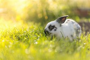 Image result for Cute Little Bunny Wallpapers