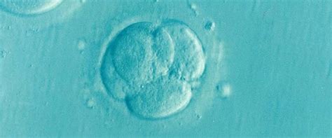 Embriyo (Embryo)