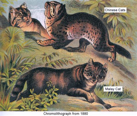 What Was Domesticated First Cats Or Dogs