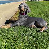 Blue Doberman Pinscher: Everything You Didn't Know, And More