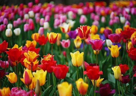 Image result for Spring Flower Nail Tutorials