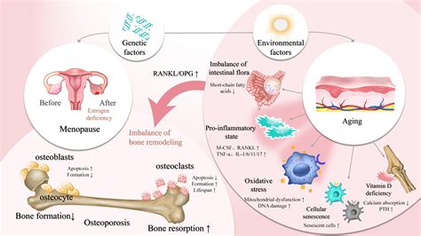 Frontiers | Oxidative stress and inflammation: roles in osteoporosis