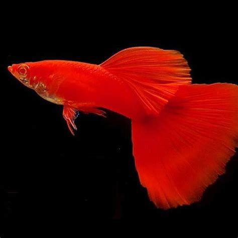 Albino Red Moscow Guppy – LM Pet Shop