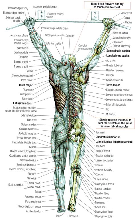 Back-Stretching. | Muscle anatomy, Anatomy, Human anatomy